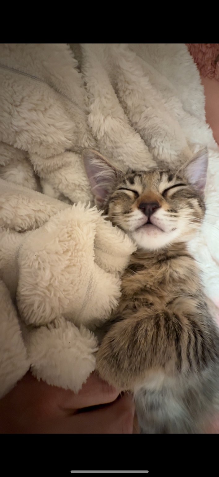 Girly Pop sleeping contentedly beneath a soft cream blanket