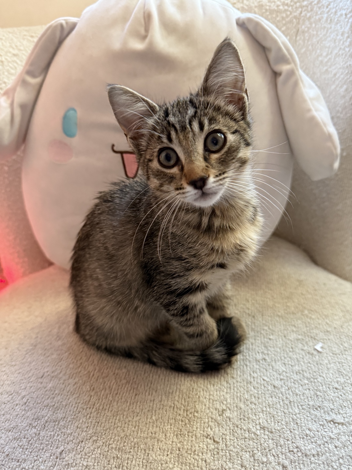 Girly Pop, Lo’s tabby cat, sitting beside a pink character pillow